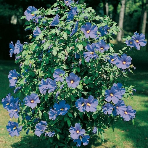Hibiscus syriacus oiseau bleu - syriacus,