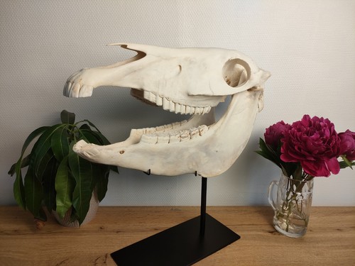 Crâne zèbre equus - zèbre,