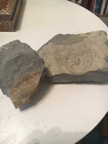 Lot fossile ammonite - 2,