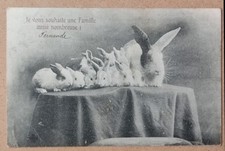 Old postcard - postcard - fantasy, humor - rabbits