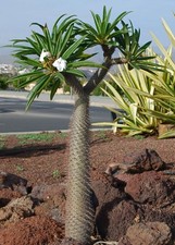 2 PK Madagascar Palm Pachypodium Lamerei Geayi Live Plant | Rare Succulent Tree