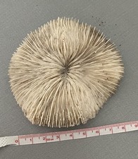 Corail blanc Fossile ancien Fungia Scutaria lamelles coussin de requin Minéraux