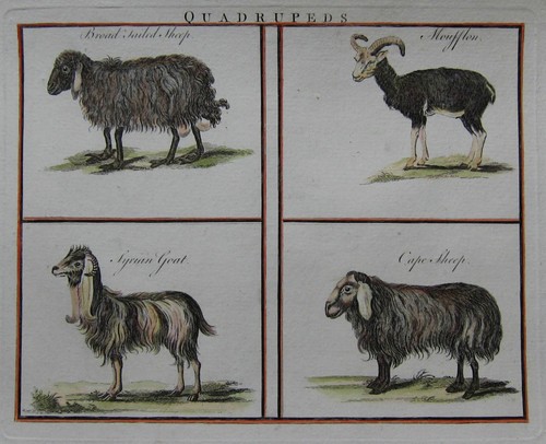 Moutons chèvres - et,