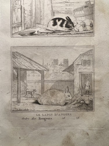 Ancienne illustration 1835 - ancienne,