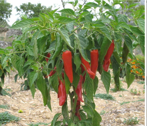 Graines piment type - 30,