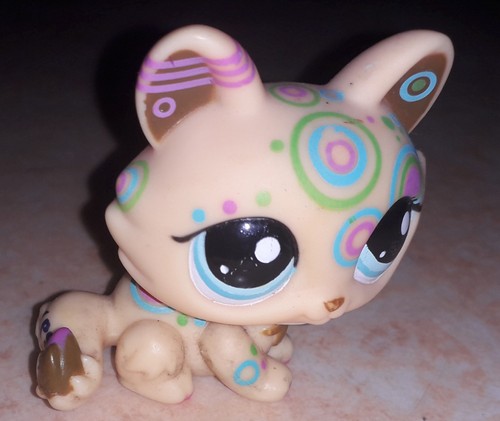 Petshop chat sphynx - , 1839