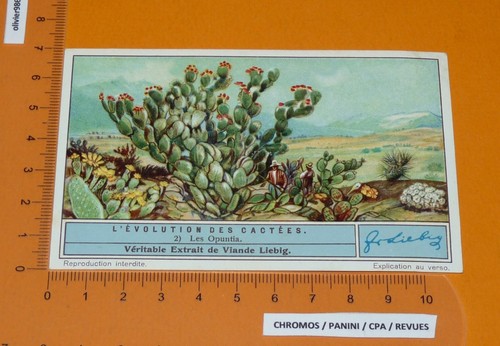 Chromo liebig 1935 - chromo, s