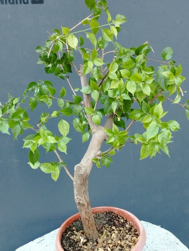 Bonsaï bougainvillier x - de,
