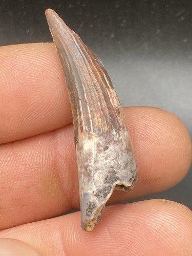 4 cm suchomimus - 4,4,