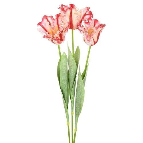 Lot fleurs tulipe perroquet - lot,