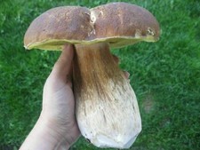 PORCINI PORCINO MYCELIUM mushroom seeds spores