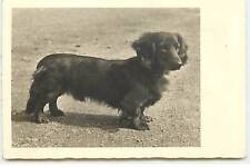 Photo Card - Long-haired Dachshund - Dachshund - 20860