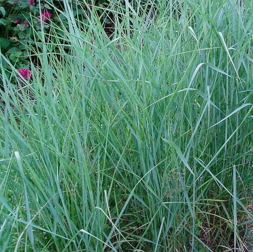 Panicum virgatum prairie - virgatum, sky'