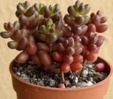 Sedum Stahlii Succulente 1 lot