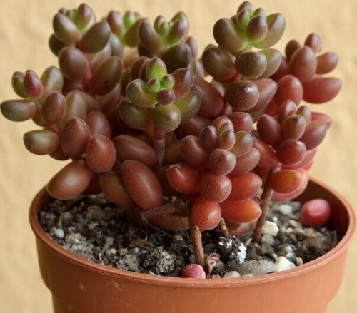 Sedum stahlii succulente lot - sedum, 1