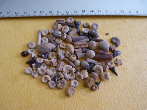 Lot 100 microfossiles - de,
