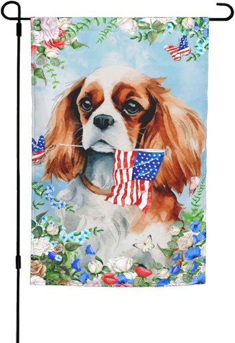 Cavalier king charles spaniel - king,