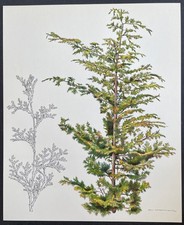Botanique Faux-Cyprès par Hans Schwazenbach Planche couleur de 1959