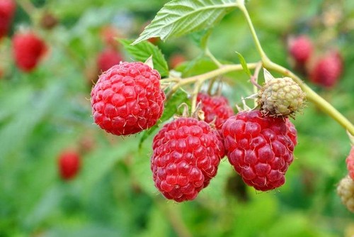 Graines framboise - graines, de