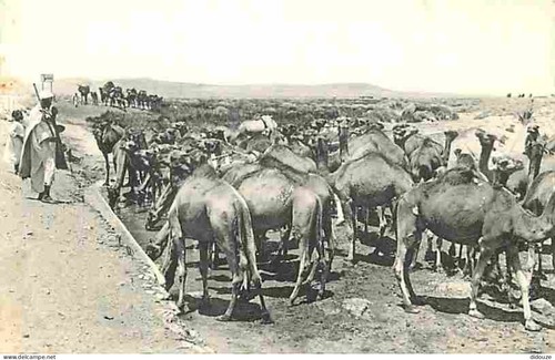 Carte postale animaux - postale,