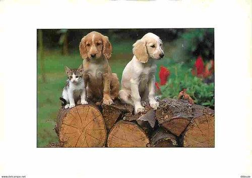 Carte postale animaux - carte,