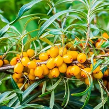 Hippophae rhamnoides