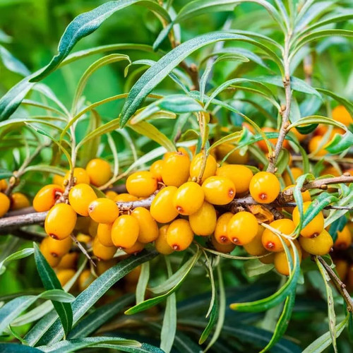 Hippophae rhamnoides