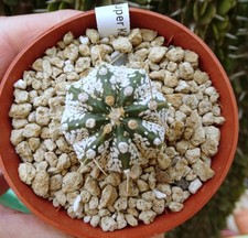 ASTROPHYTUM SUPER KABUTO X