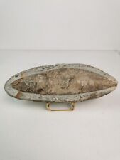 fossil, fish, curiosity, decoration, collection, prehistory, 