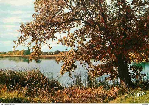 Carte postale sologne - postale,