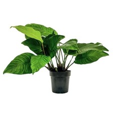 Plante Mère Plante Aquatique