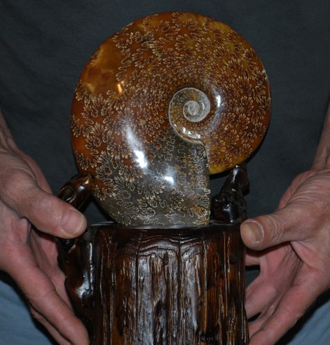 Ammonite cleoniceras - cm,