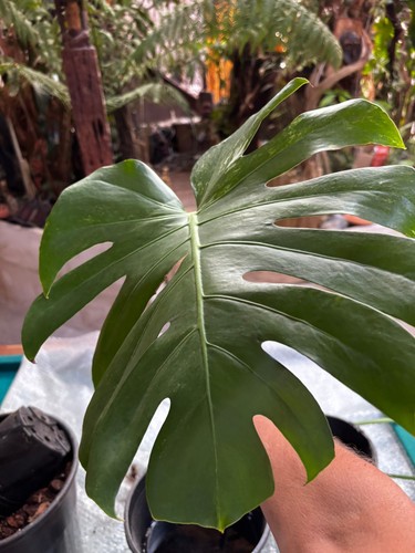 Monstera deliciosa silver - deliciosa, 'silver