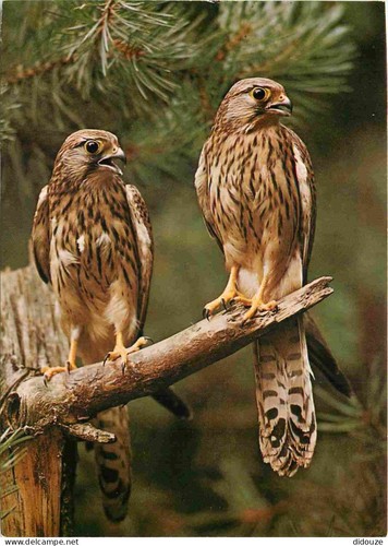 Carte postale animaux - carte,