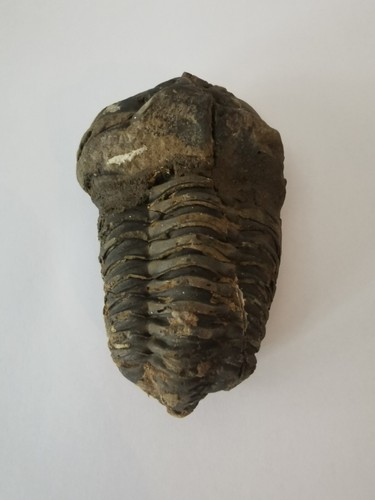 Trilobite du maroc - cm,