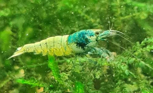 Lot 2 crevettes blue - de,