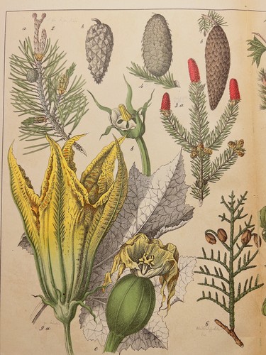 Figure ancienne 1869 plante - figure,