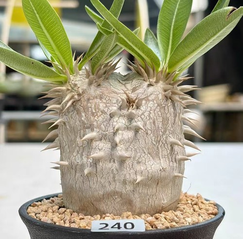 1pc pot 9cm - 1pc,