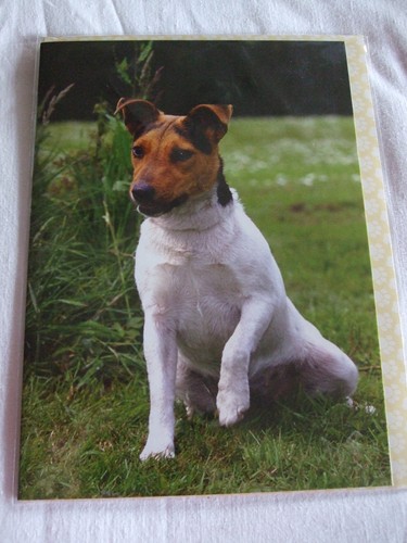 Carte enveloppe chien - carte, +