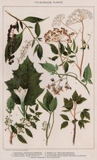 POISONOUS PLANTS: Genuine 1902 (Dated) Stone Chromolithograph Botanical Datura
