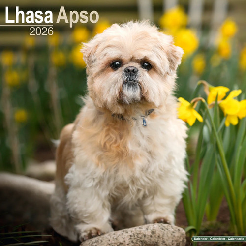 Calendrier 2026 lhassa apso - 2026,