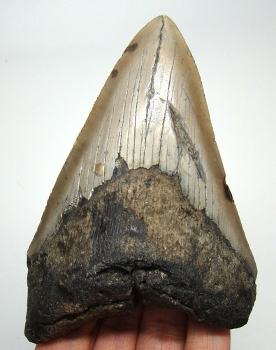 Megalodon shark tooth - megalodon, real
