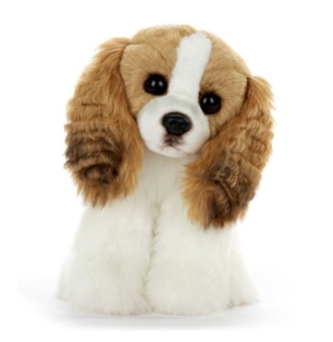 Cavalier king charles spaniel - cavalier,