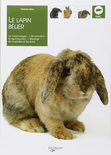 Lapin bélier zizka - la,