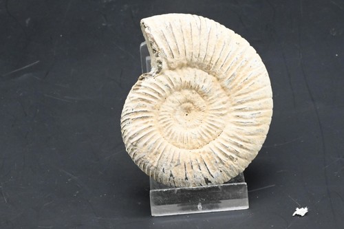 Ammonite perisphinctes - ammonite,