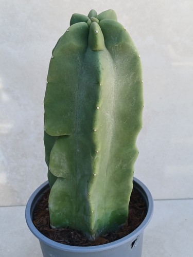Lophocereus shottii spineless - shottii,