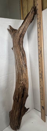 Driftwood taxidermy terrarium - taxidermy,