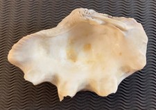 Coquillage BENITIER - 19 cm x 12 cm