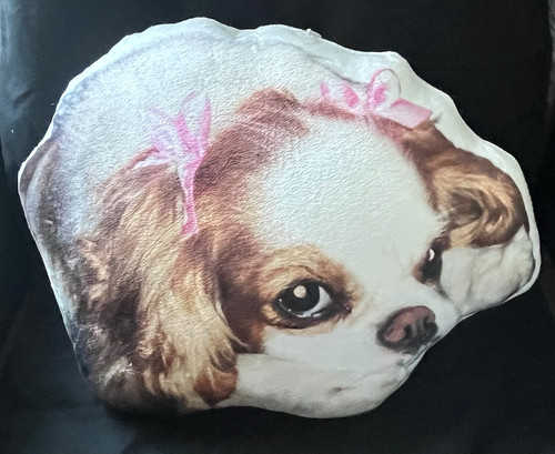 Cavalier king charles - king, spaniel