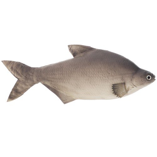 Realistic fish model - pu,